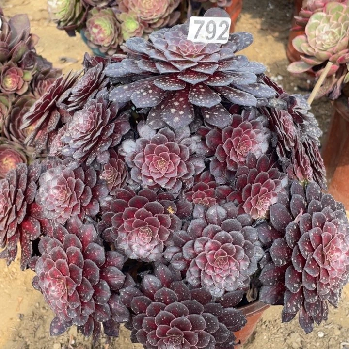 792多肉植物黑铜中斑