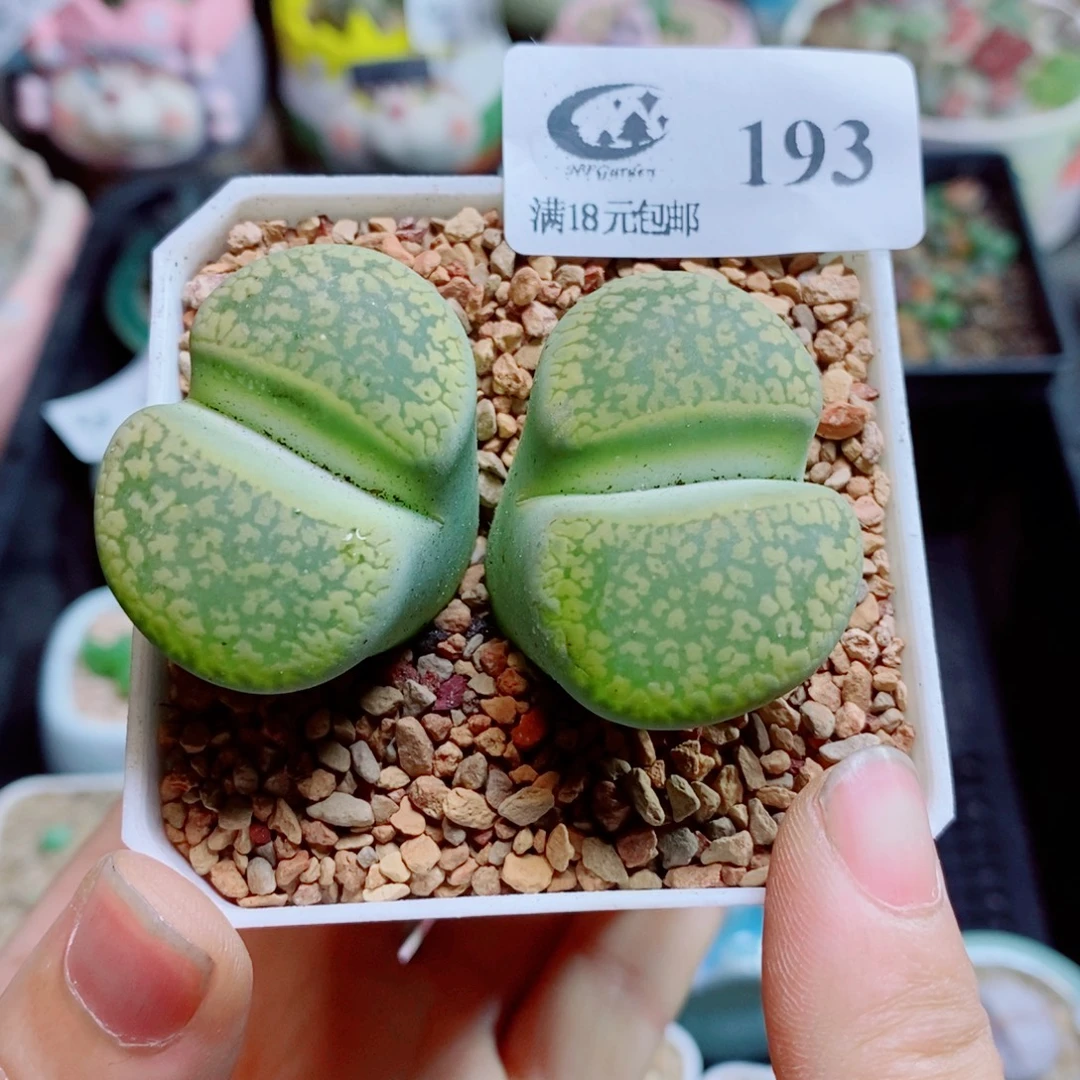 生石花花花花花花花花193