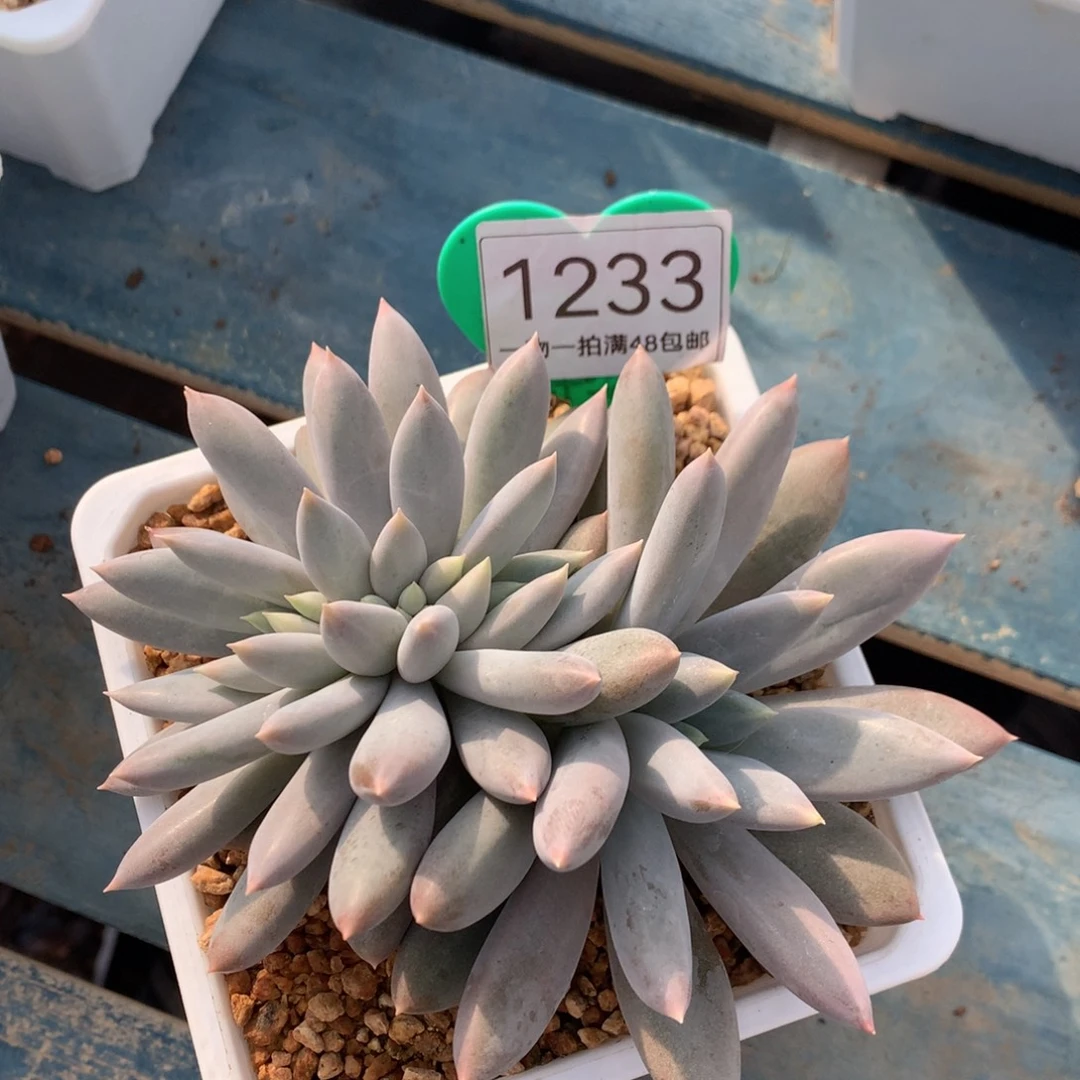 哥特萝莉缀化彩体1233