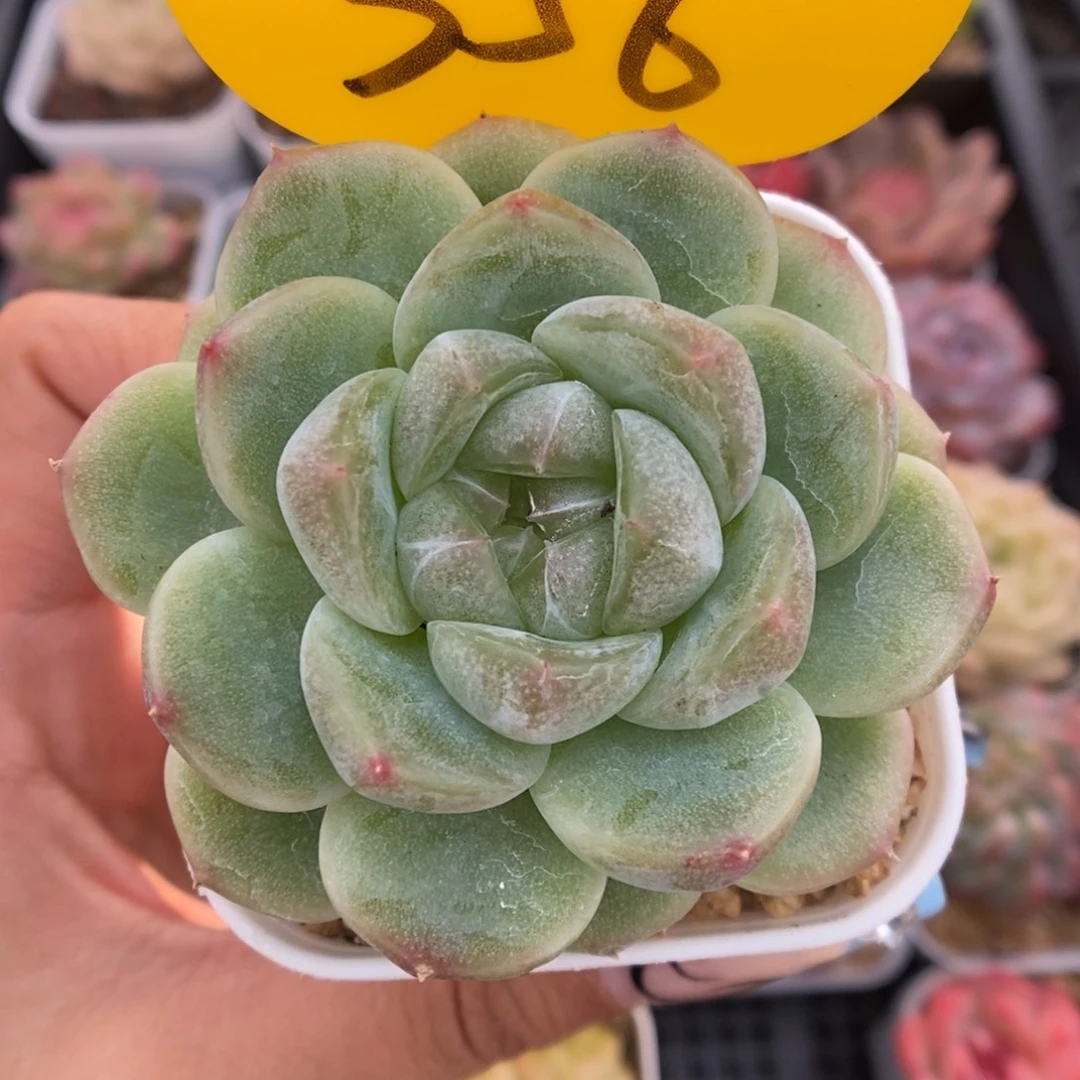 财富密码可拍356号。