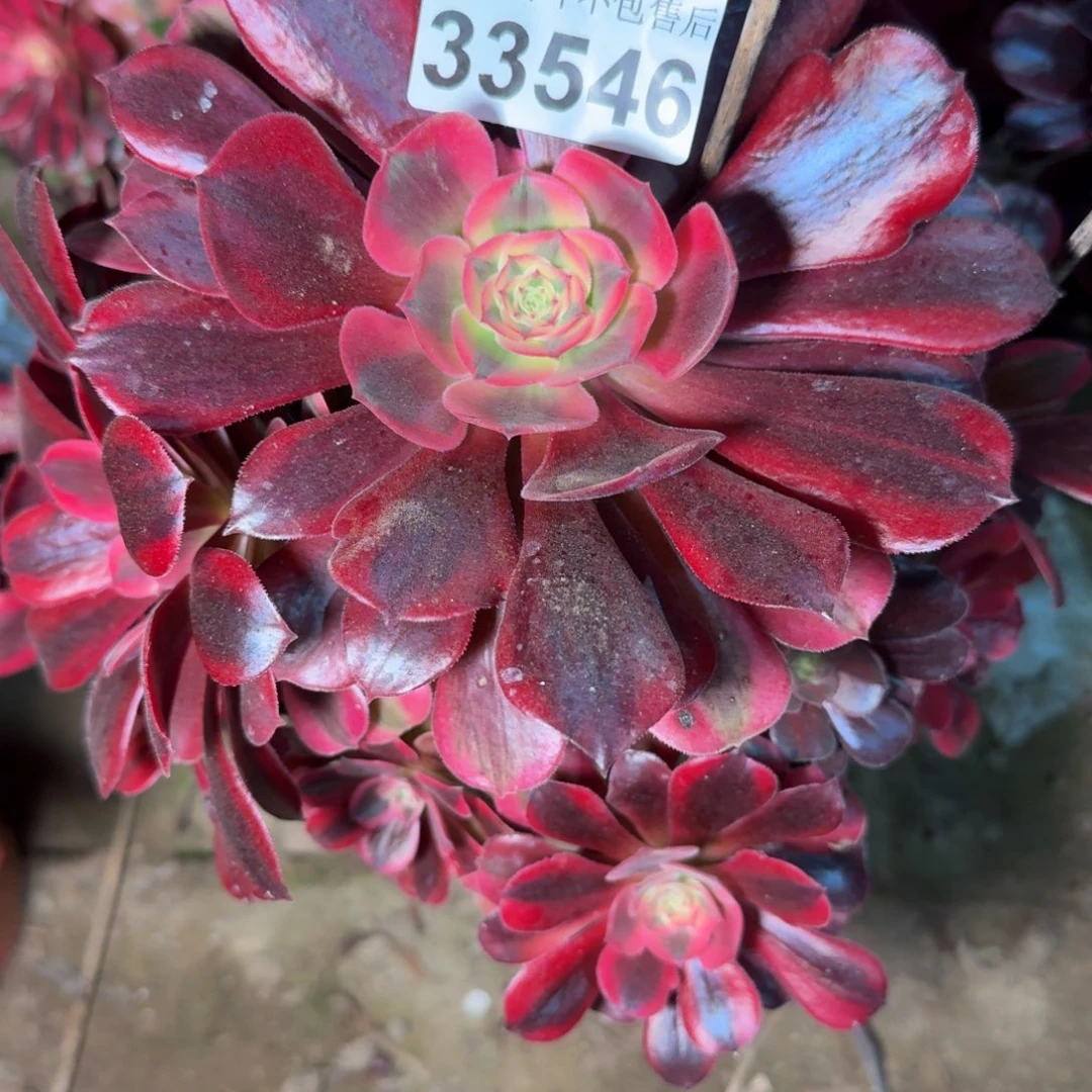 33546美杜莎多肉植物