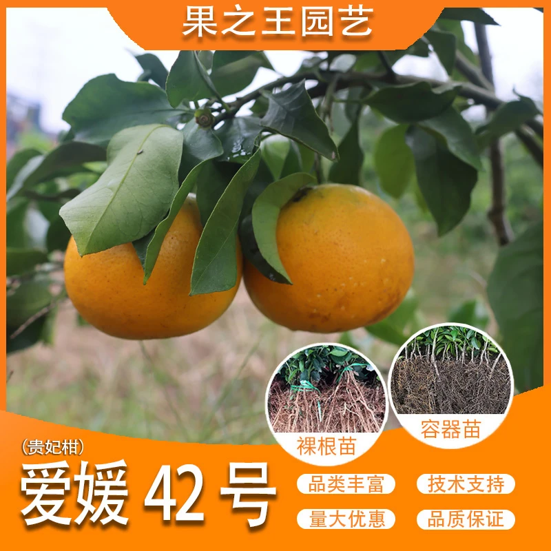 果之王【爱媛42号】盆栽地栽正宗嫁接无核早熟南北种植柑橘苗