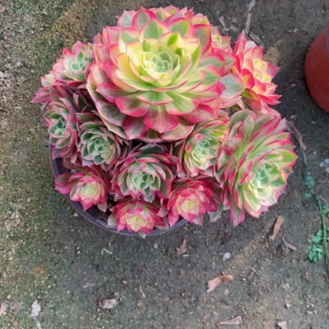 举***月多肉植物玉资锦。