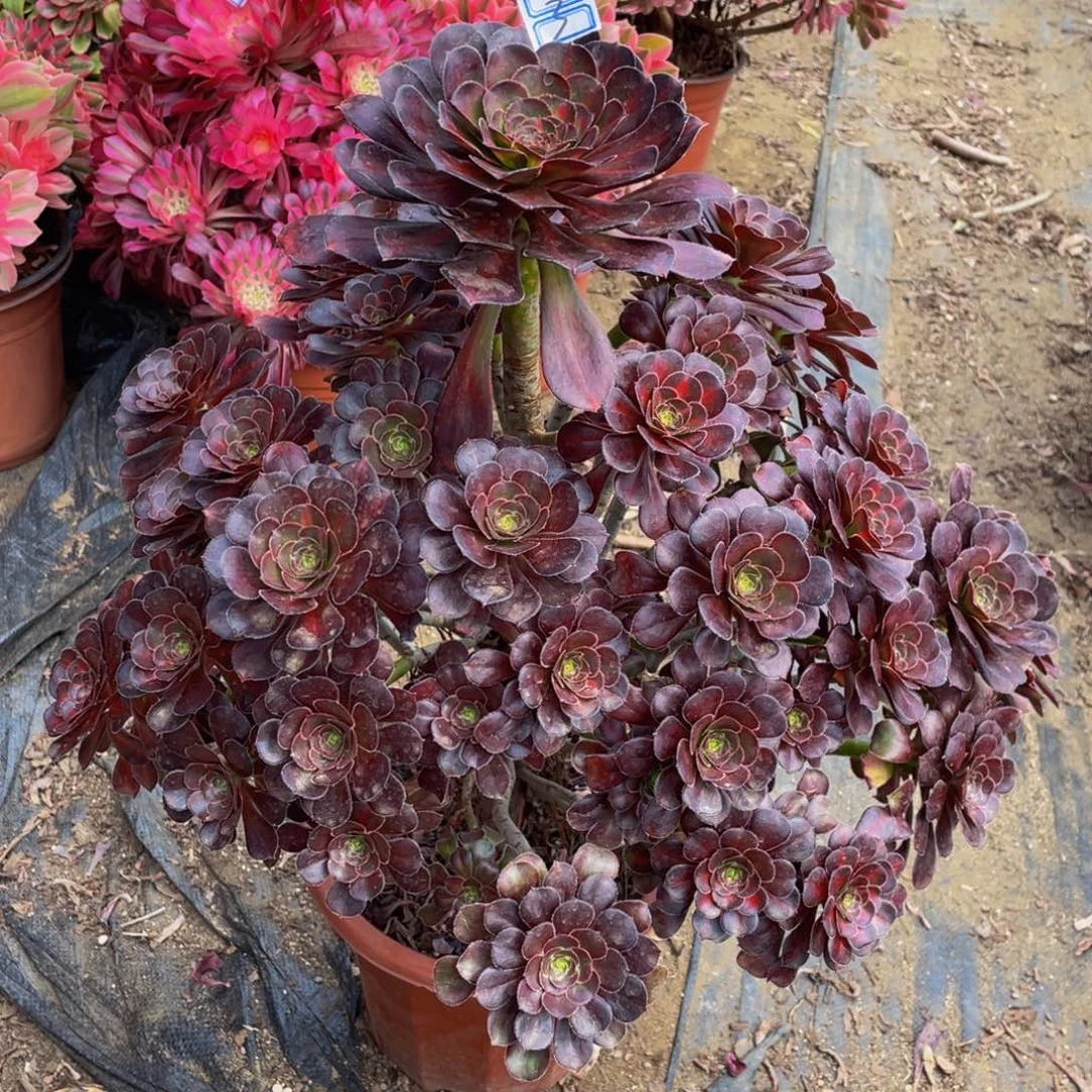 ℋ****3鲜花老桩晚霞鲜花