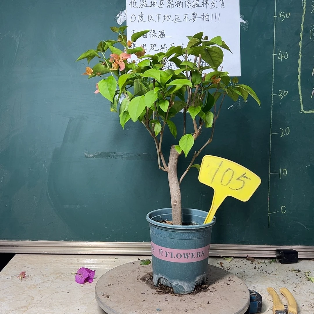 完全开放粗杆 波伊斯玫瑰105