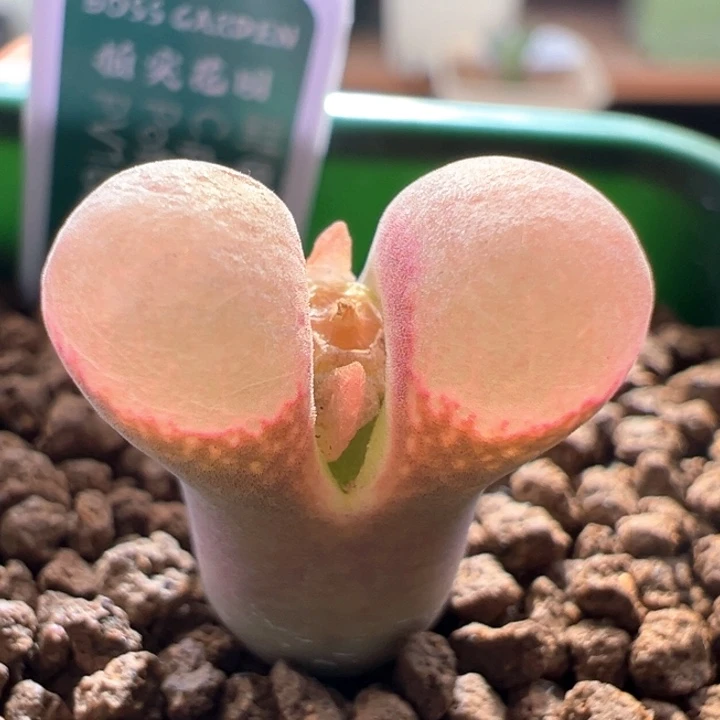 w889。优选青蛙3年pv1089鲑鱼粉 发泡泡鼓窗干疤福利