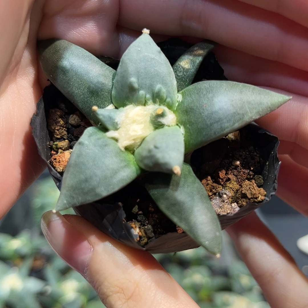 5.5cm实生好好村主怒涛牡丹