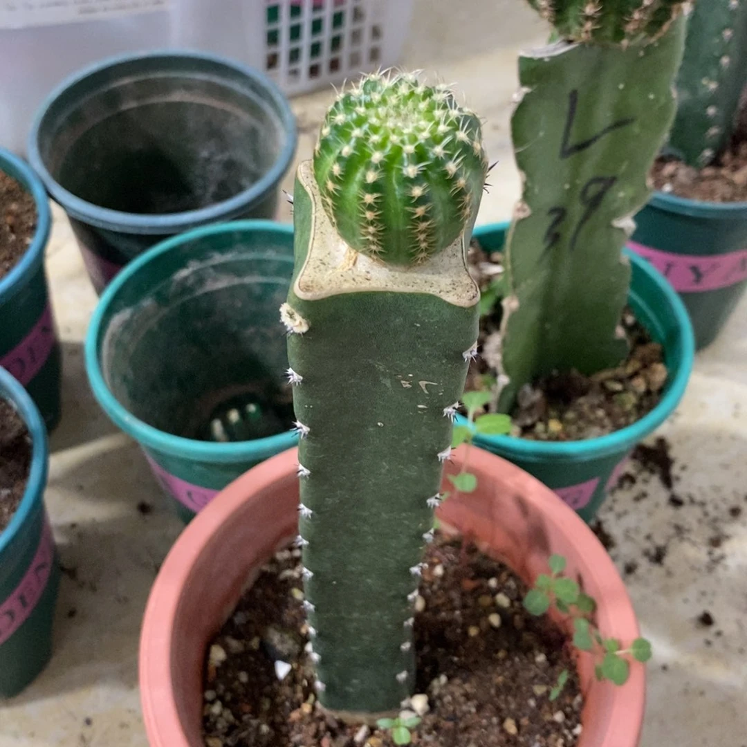 新品丽花L39绣谱母本