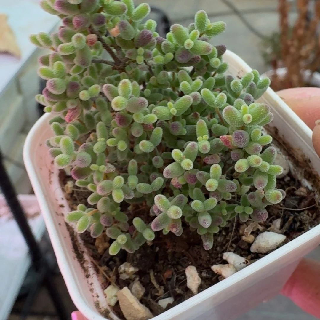 266蜜橘糖球00000000