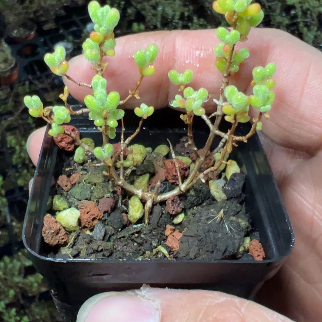 1元福利老桩枝干精品