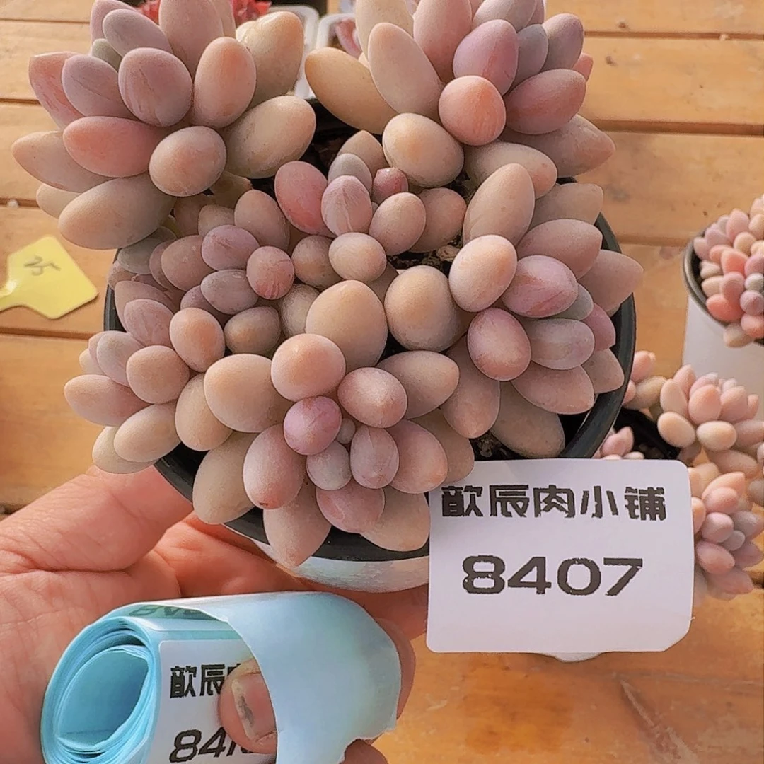多肉植物粉色恋人8407