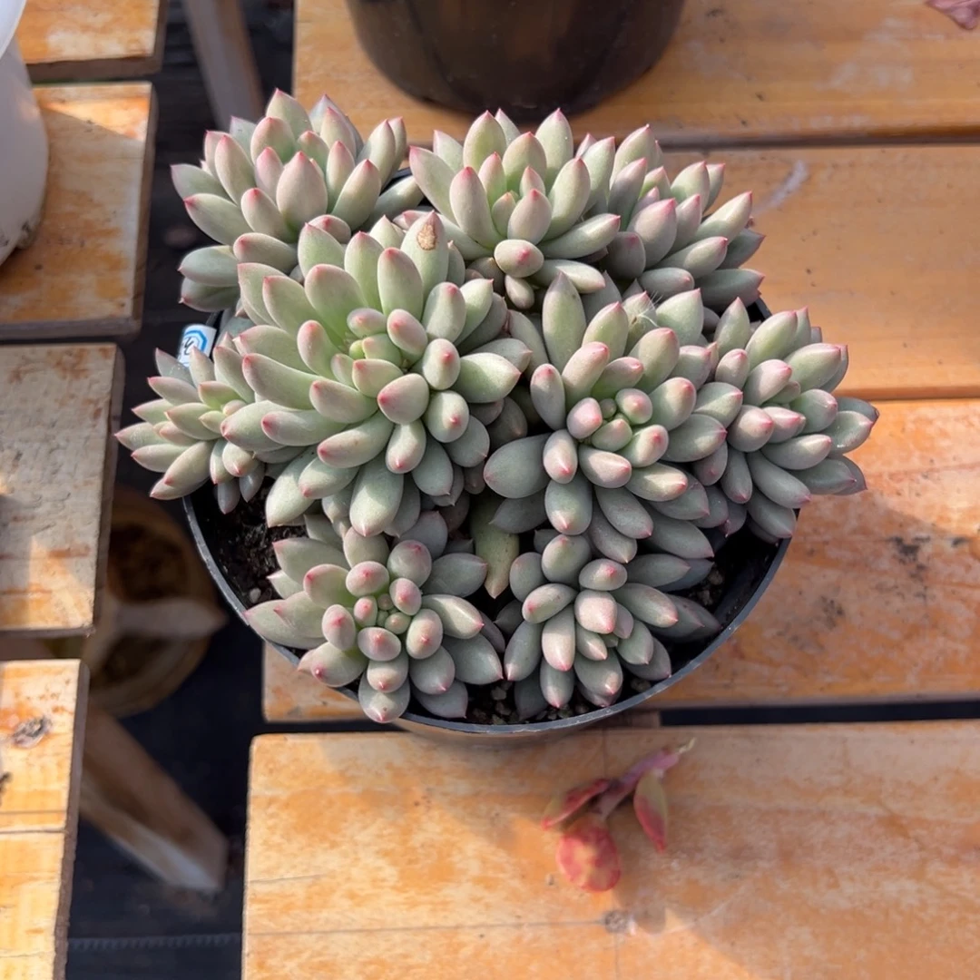 多肉岩字【非偏远地区满18包邮】