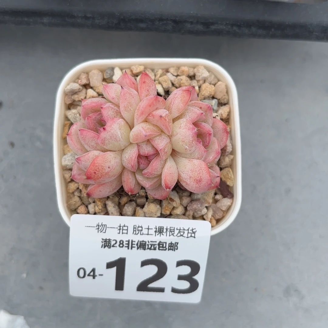 甜心珍妮多肉多肉多肉