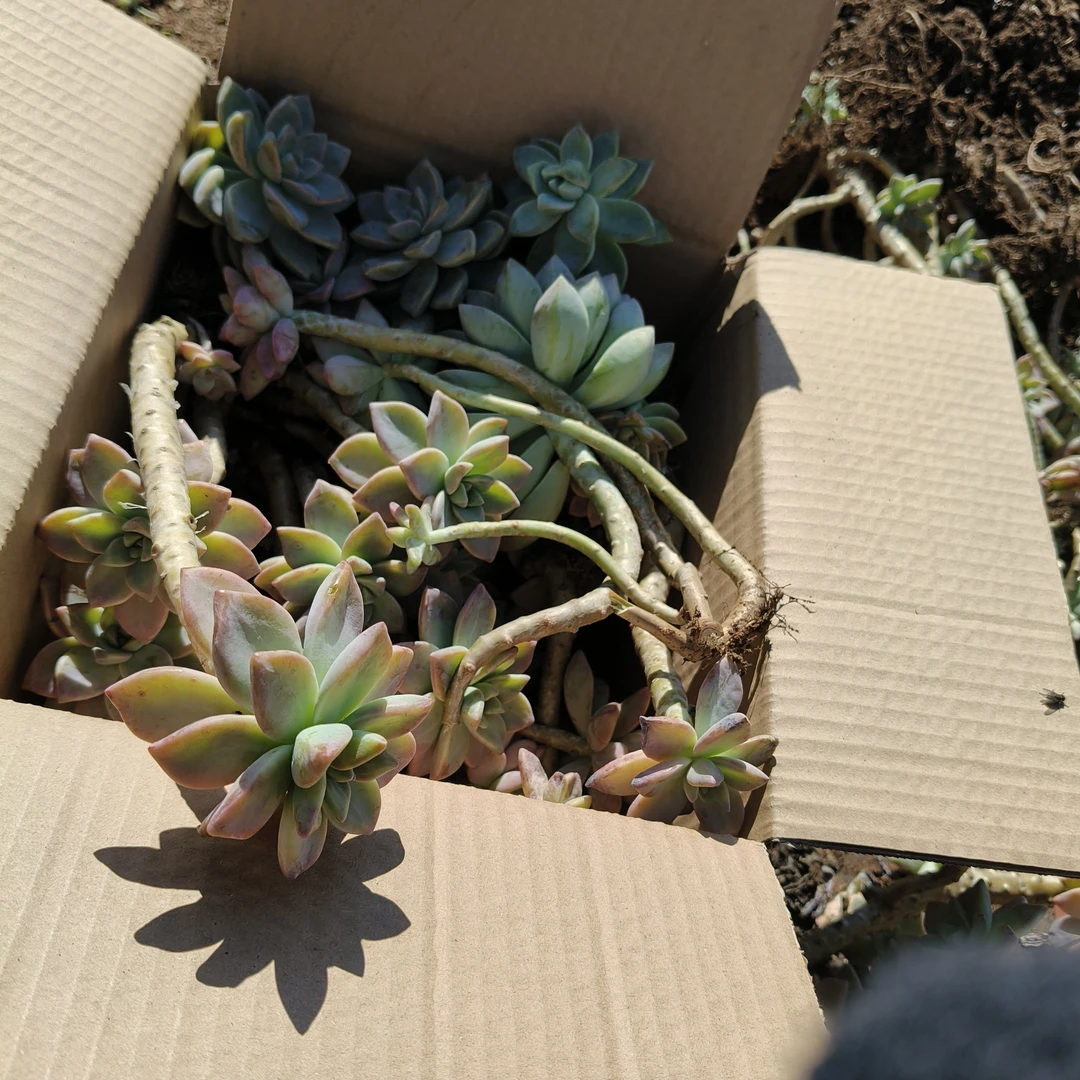 太好看多肉淡雪多肉五年老桩箱拍不包整，掉叶子断枝不售后