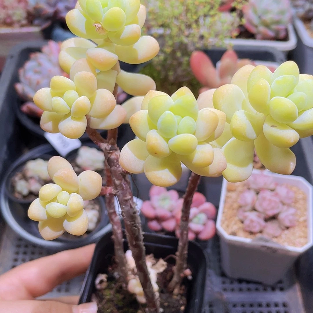 999 精品多肉一物一拍