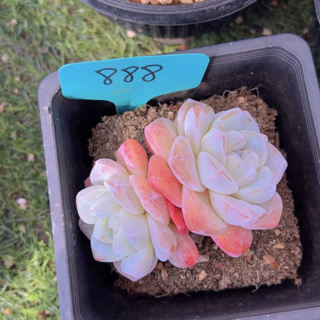 香玉的故事是一个人的故事吗