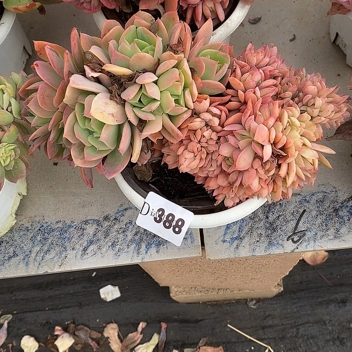 是***呀388绮罗多肉植物多肉