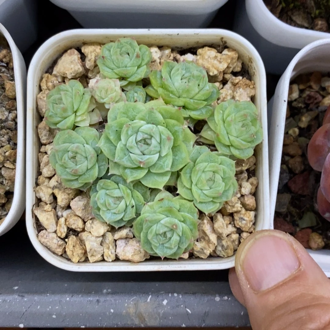 精品多肉一物一拍不包整271