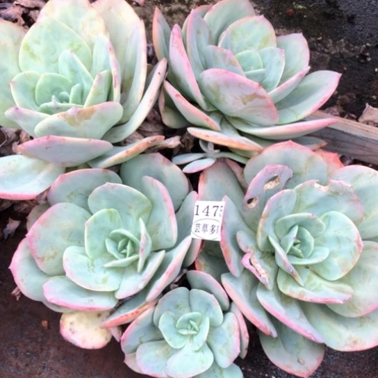 白凤群，1475，一物一拍