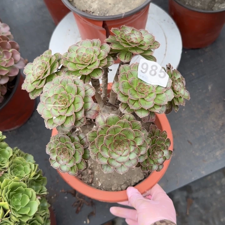 生***包多肉葡萄的味道985