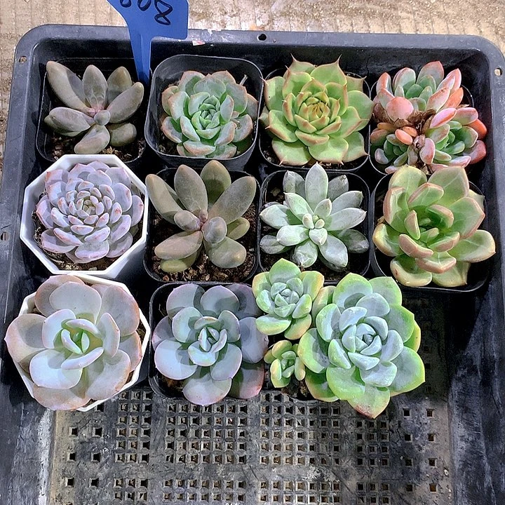 808号多肉植物园艺
