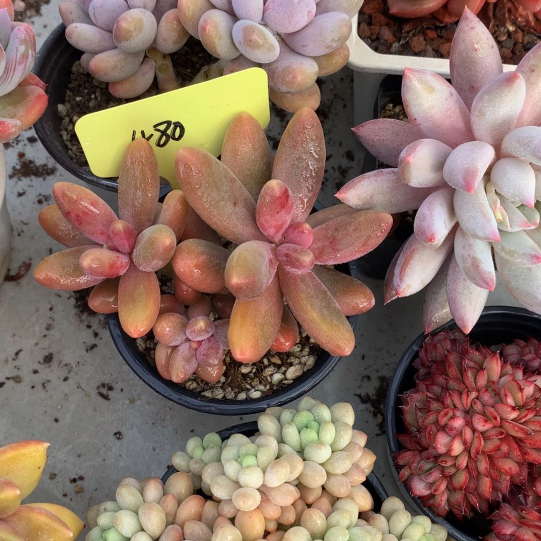 糖果美人72727272727