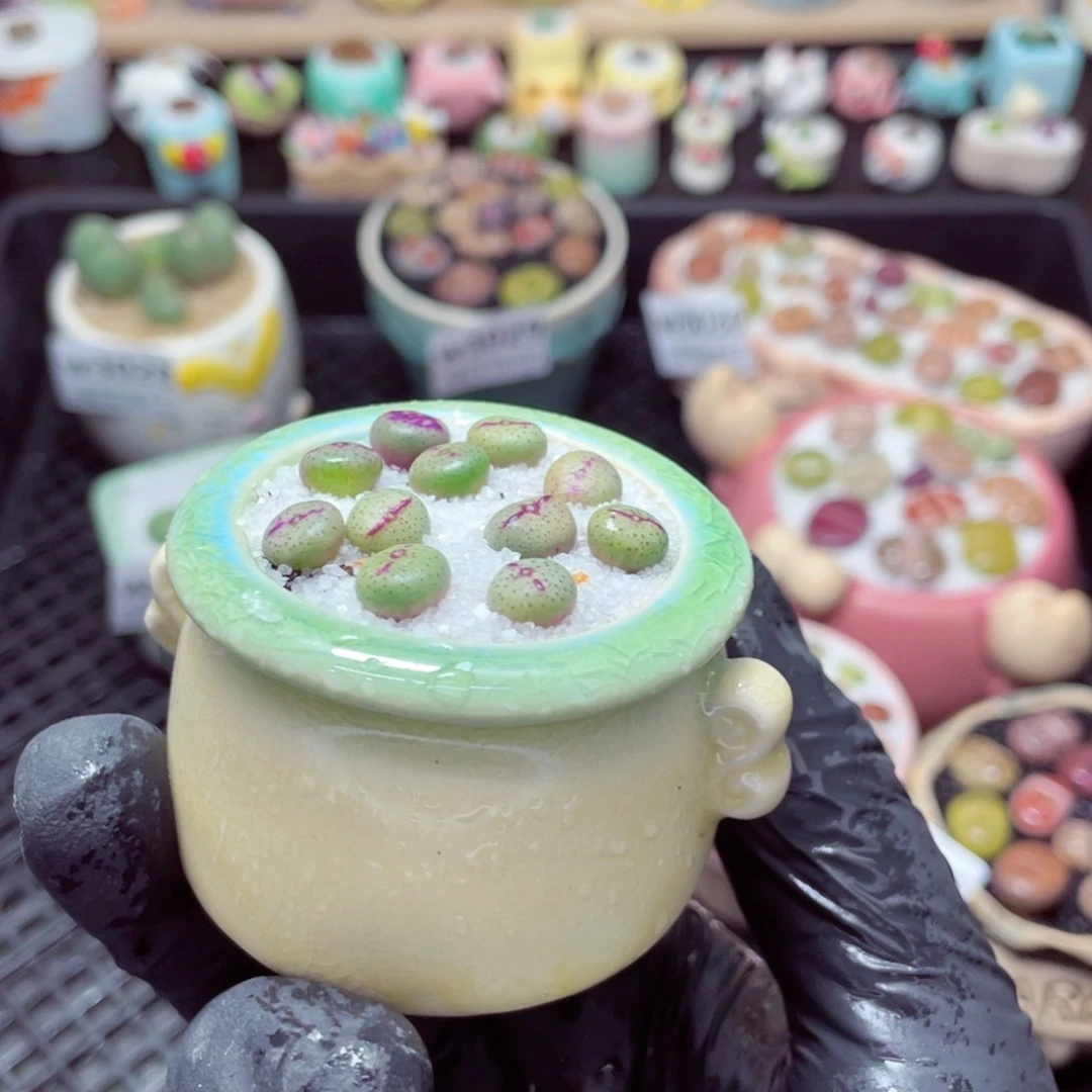 w3035--带盆土发货，零下地区拍保温箱