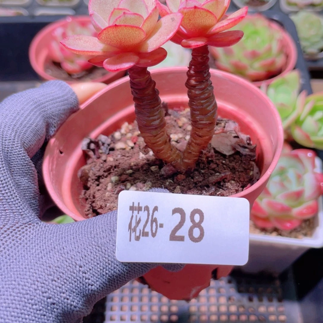 花利美26-28秀妍