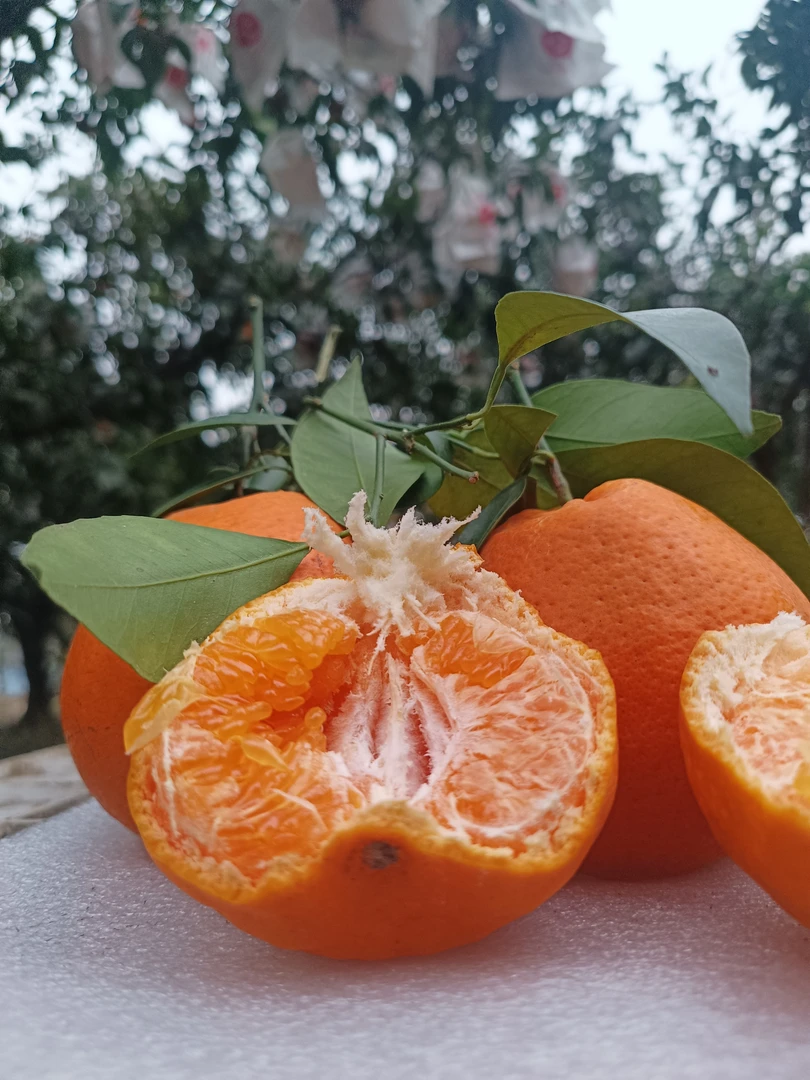 四川春见耙耙柑新鲜橘子香甜多汁手剥柑橘水果