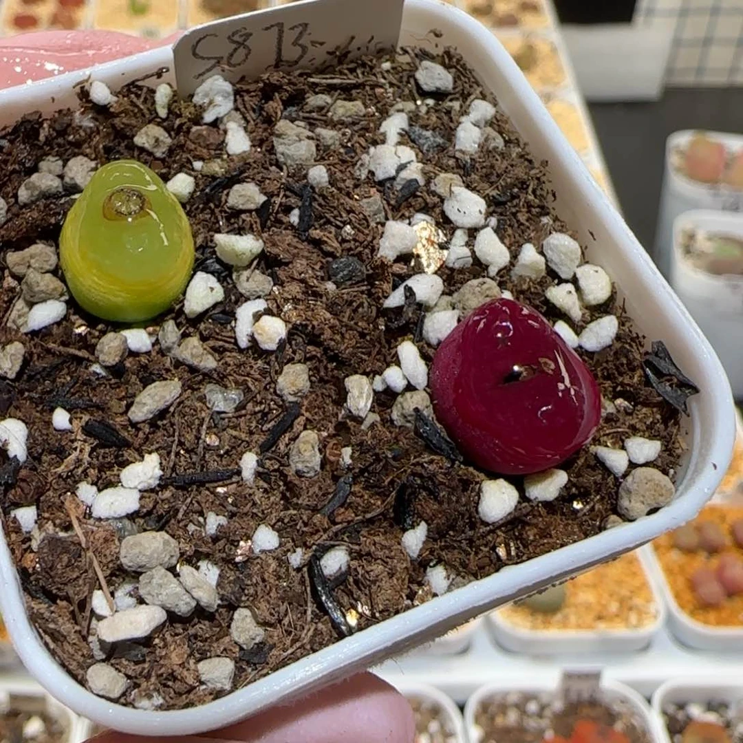 肉锥多肉植物-223