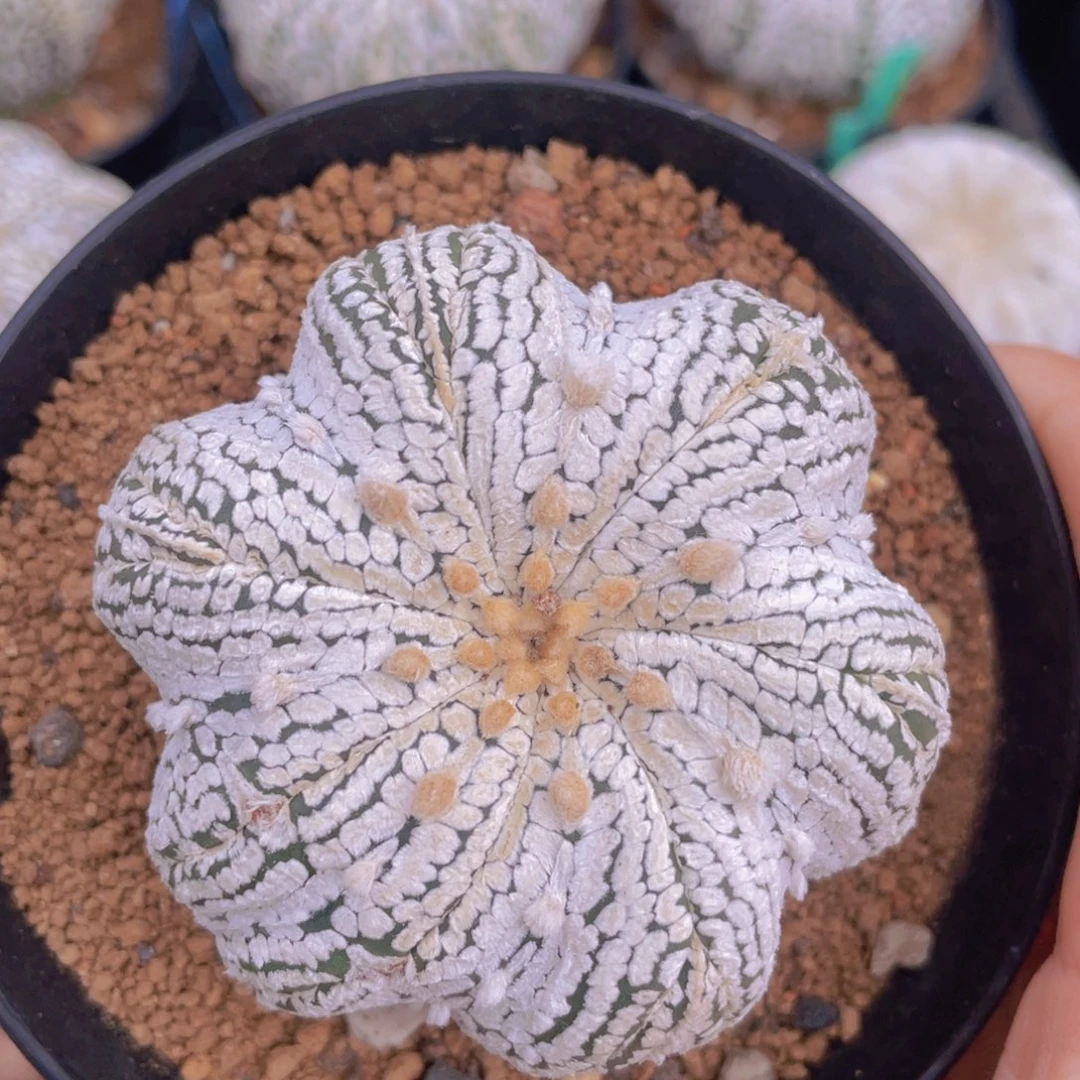实生花朵兜福利福利
