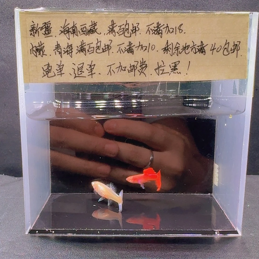 孔雀鱼霓虹大耳孔雀鱼一对