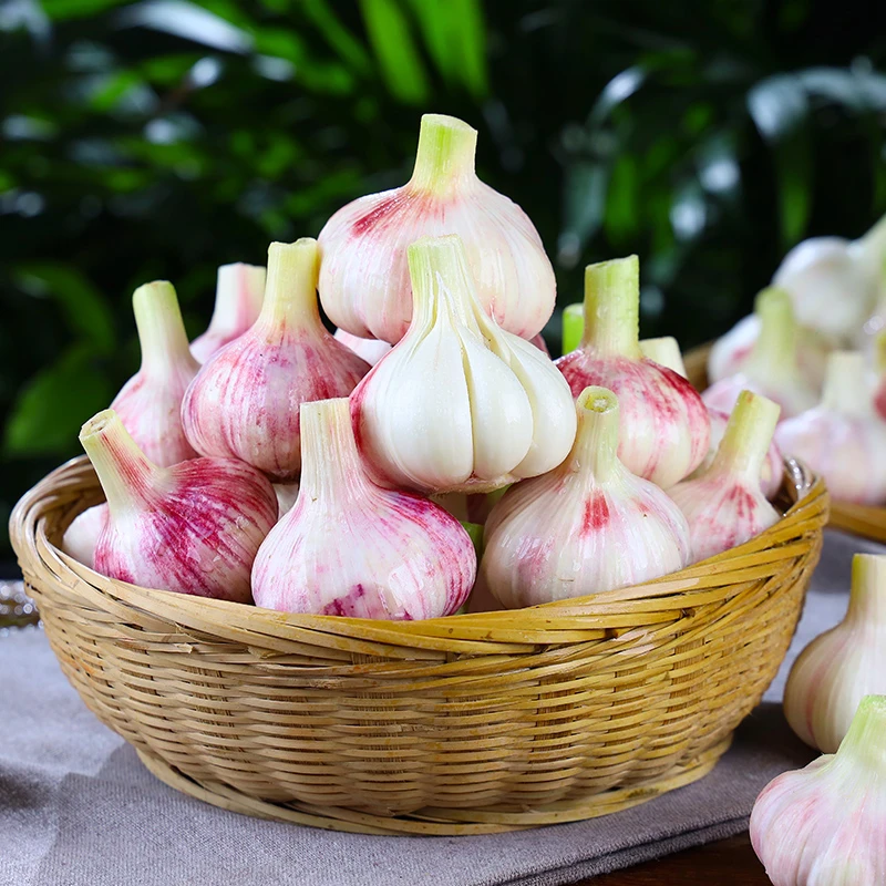 河南新鲜紫皮大蒜3斤/5斤农家蔬菜现挖嫩蒜湿大蒜多瓣蒜泡糖蒜