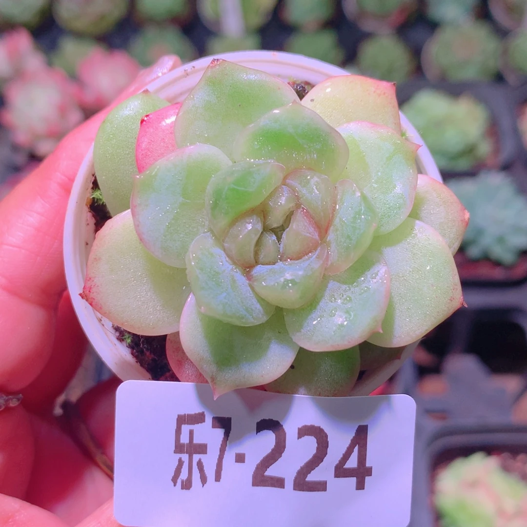 乐然7-224 新品单头