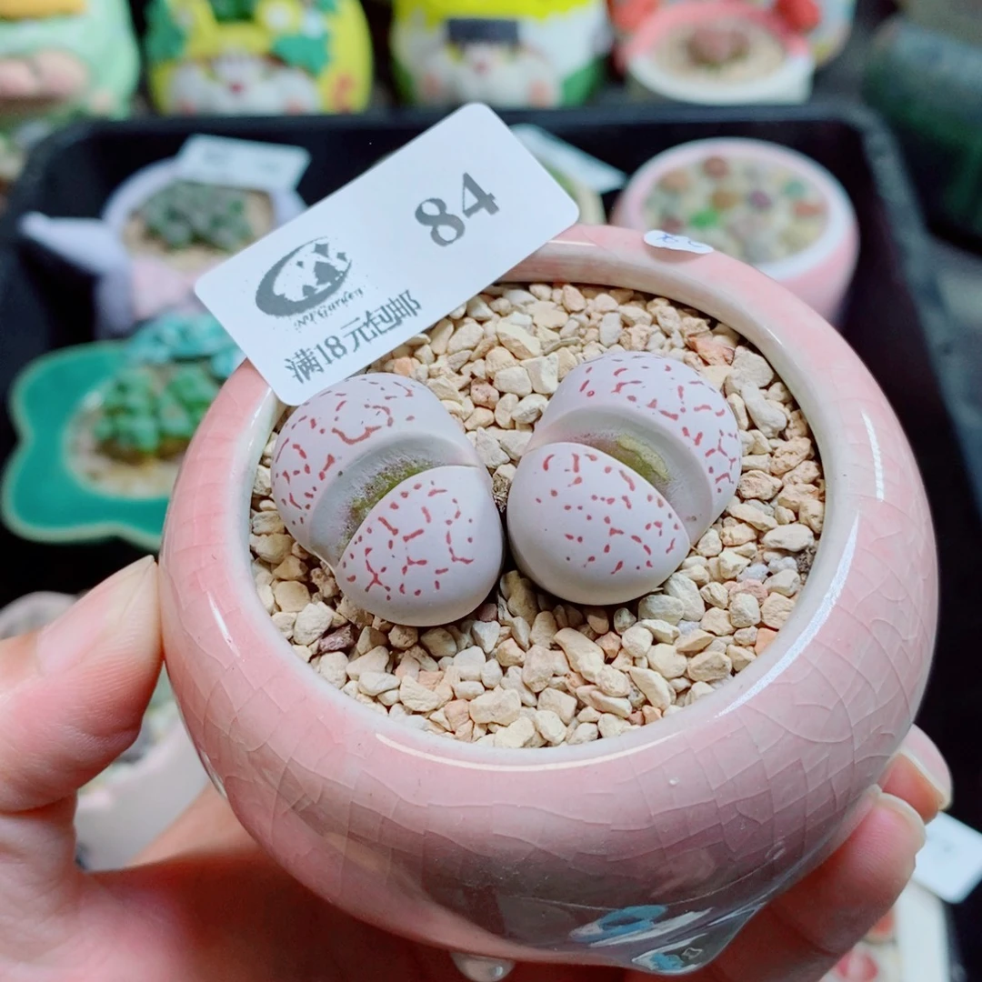 生石花花花花花花84