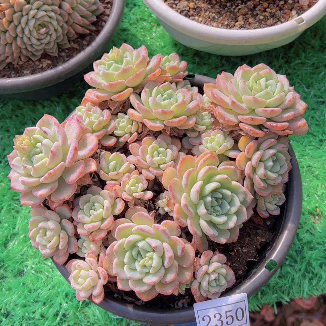 ?****千山雪2350一物一拍