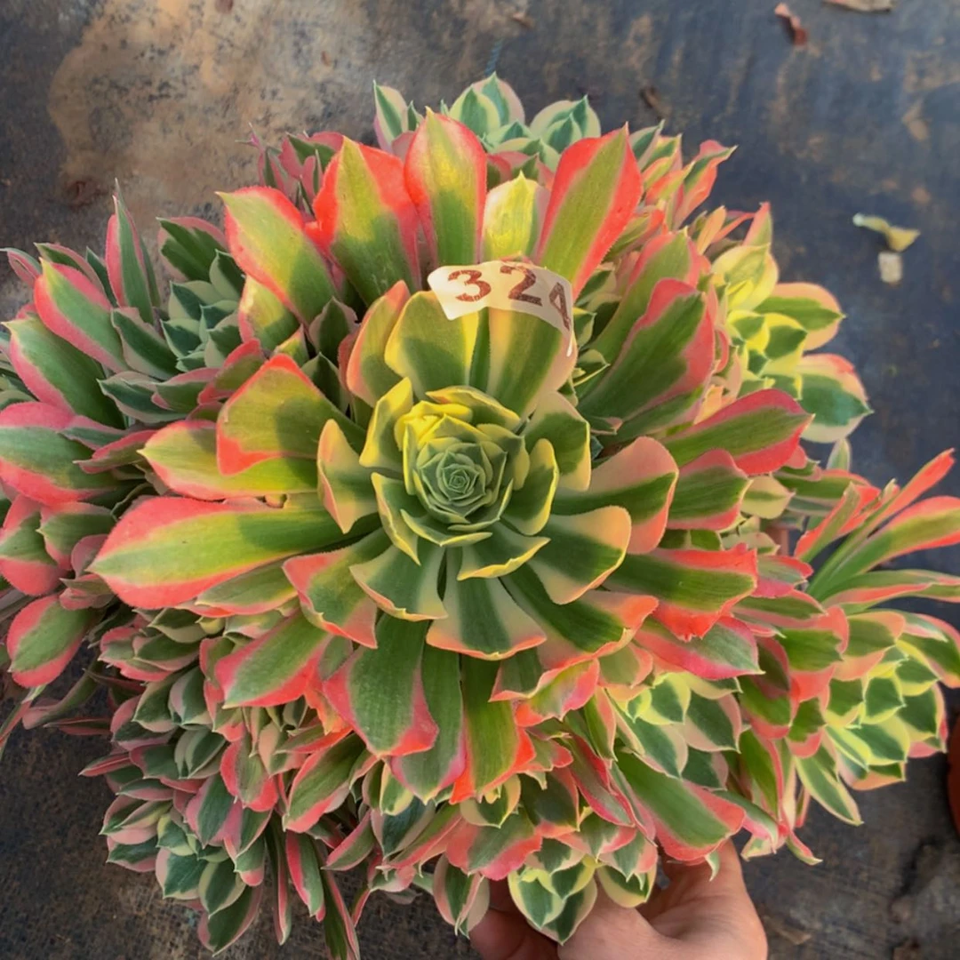 【闪购商品】324白凤多肉