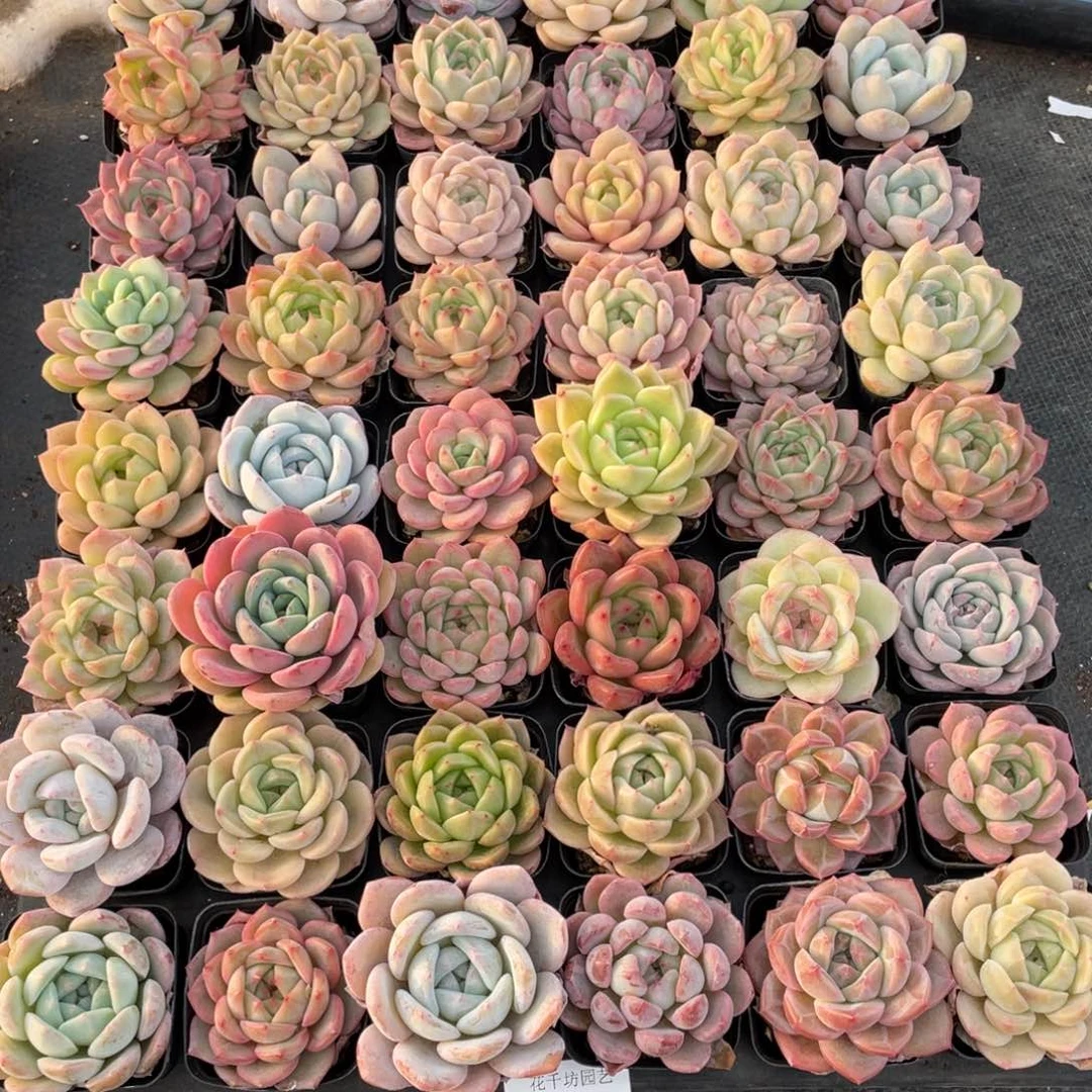 一物一拍48棵12-150