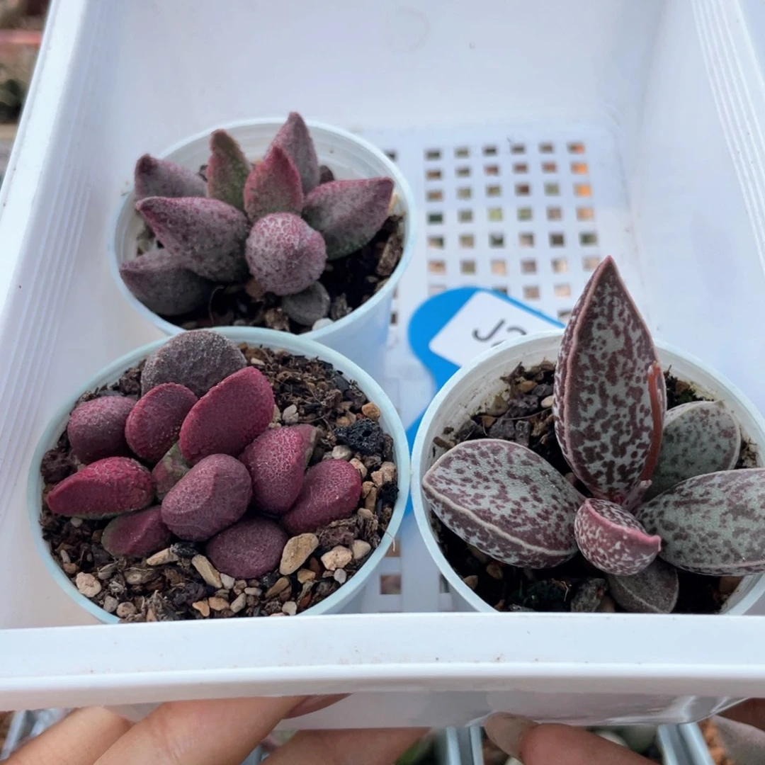 沁*     送礼物。   222。