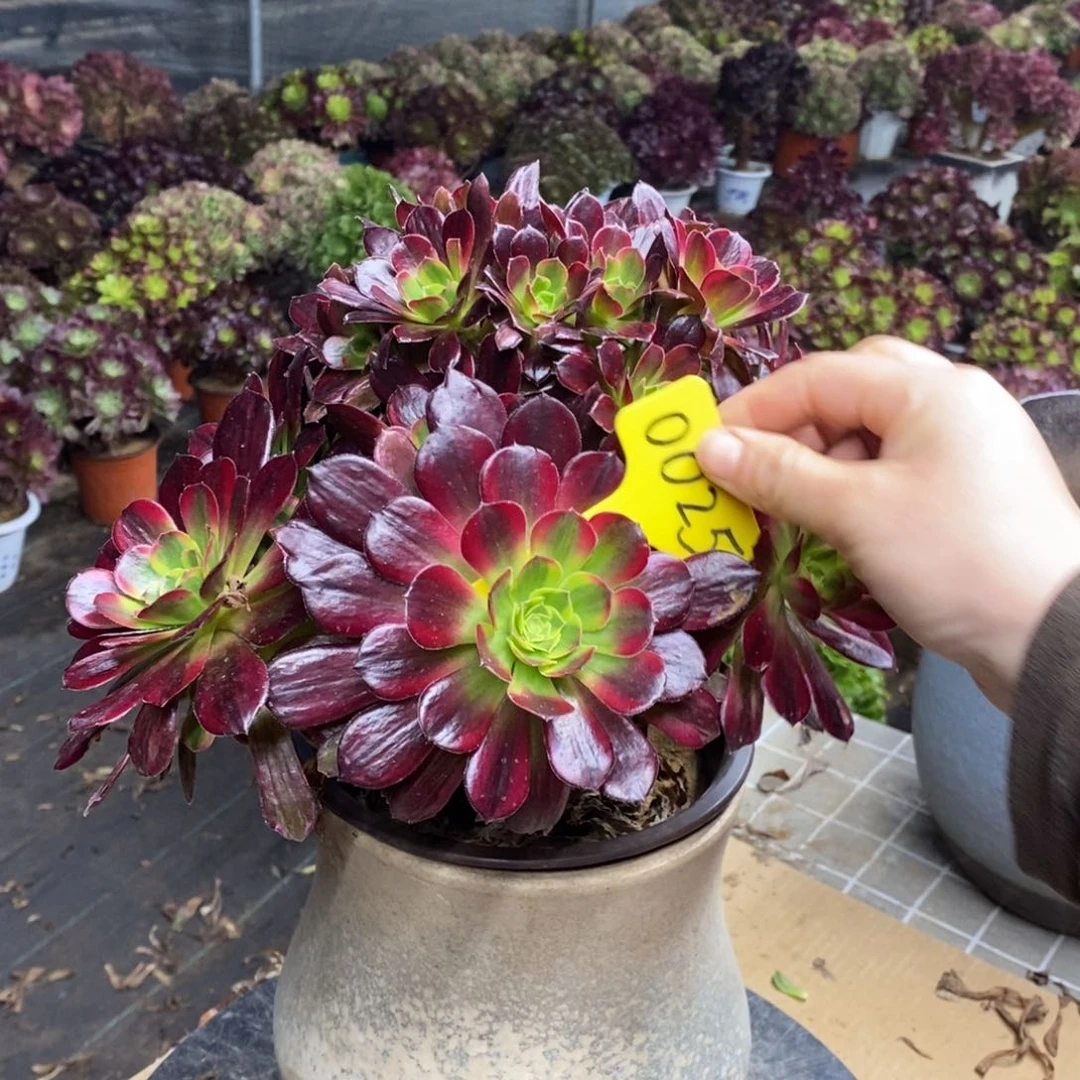 红陶刘*言0025安娜法师