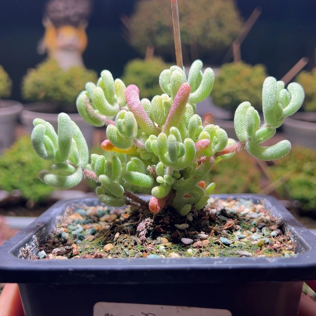 56超白一物一拍包开箱