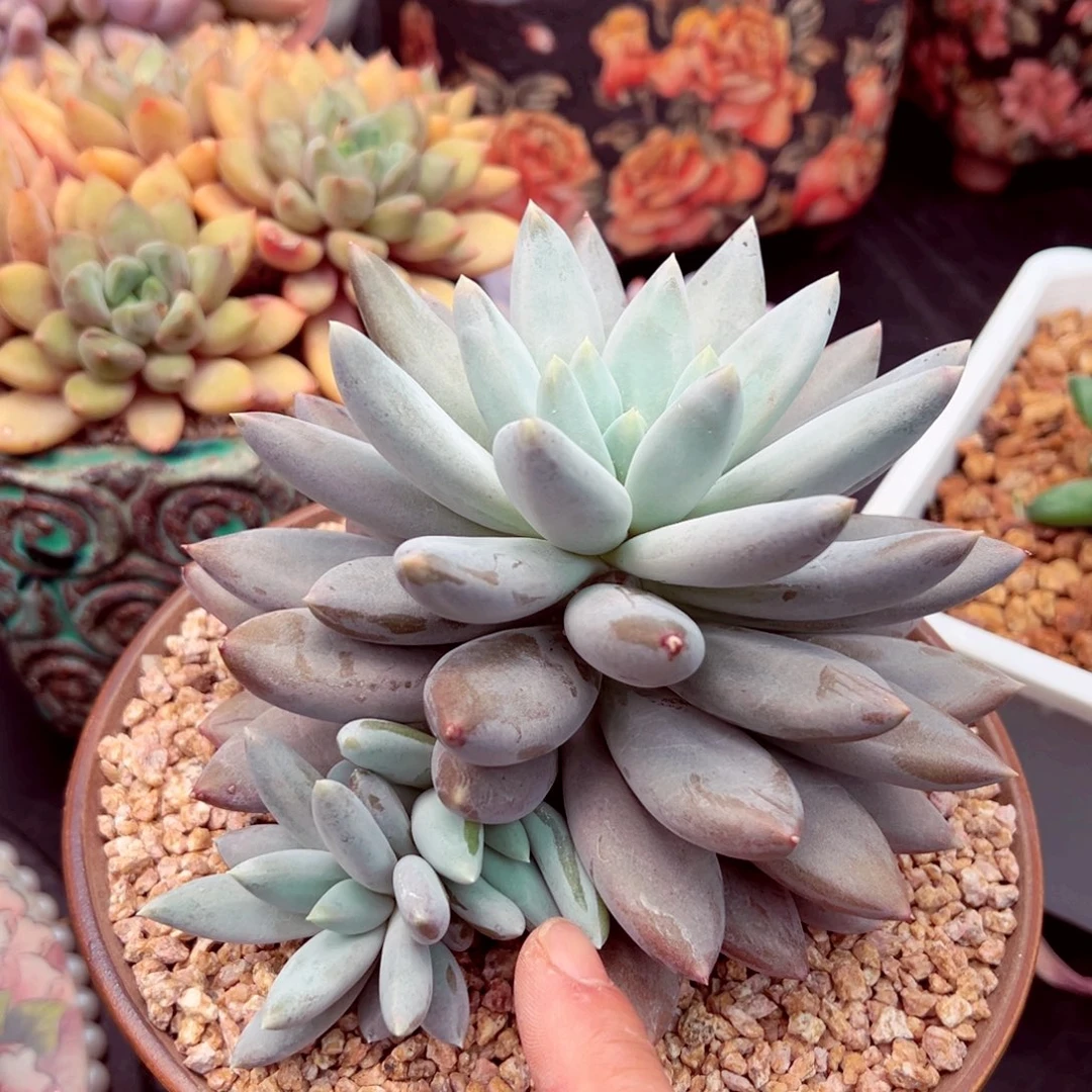 彩体哥特老桩子的