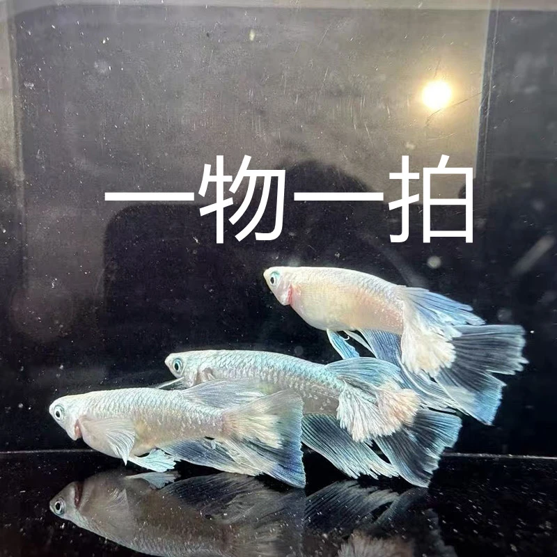 【观背青鱂】直播一物一拍