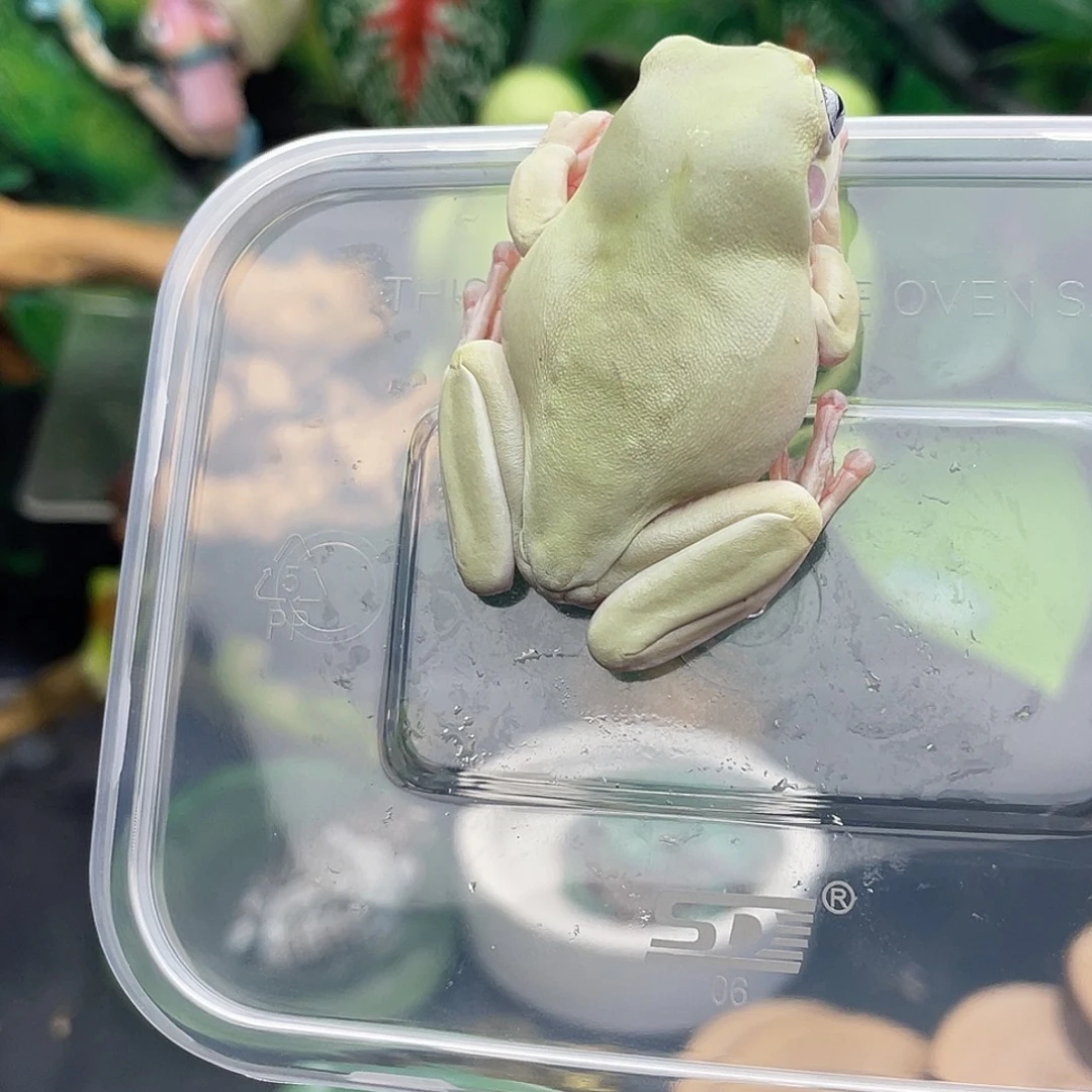老爷树蛙6号青柠蓝眼