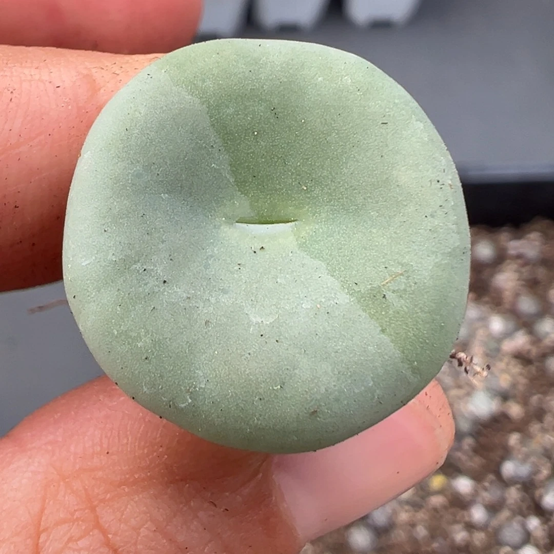 11.28好看的多肉脱土发货591