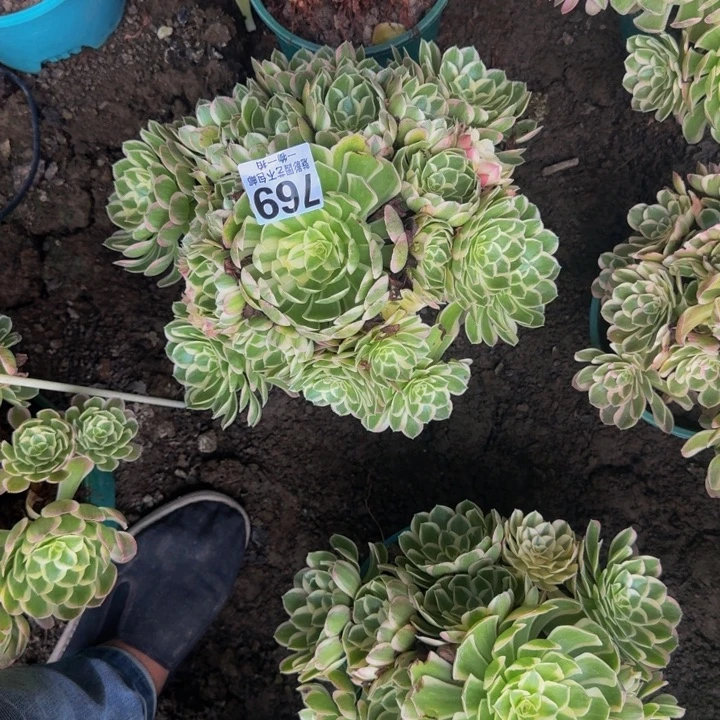 孔雀翎25-11包邮花花
