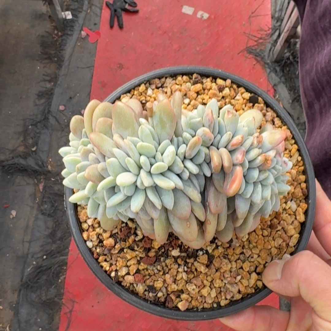 13厘米的尺寸一物一拍的