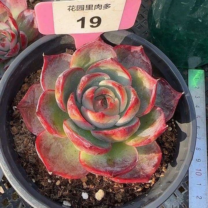 19 惊鸿仙子多肉植物7-9cm