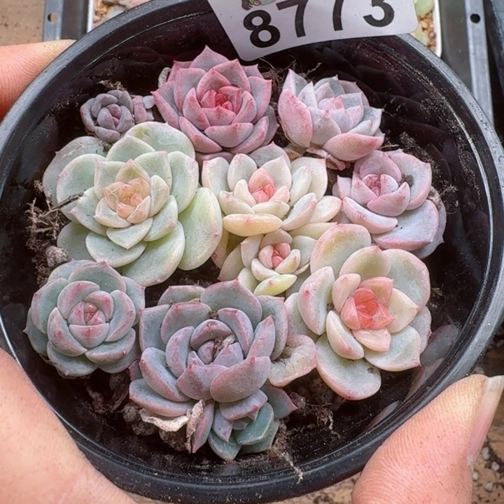 多肉植物多肉植物