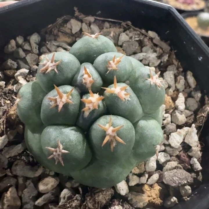短豪刺象牙自根仙人球